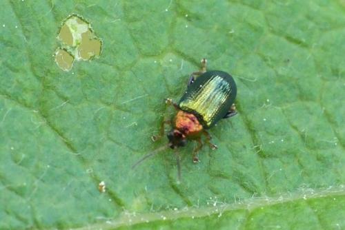 Réf. 231 341 : Crepidodera aurata